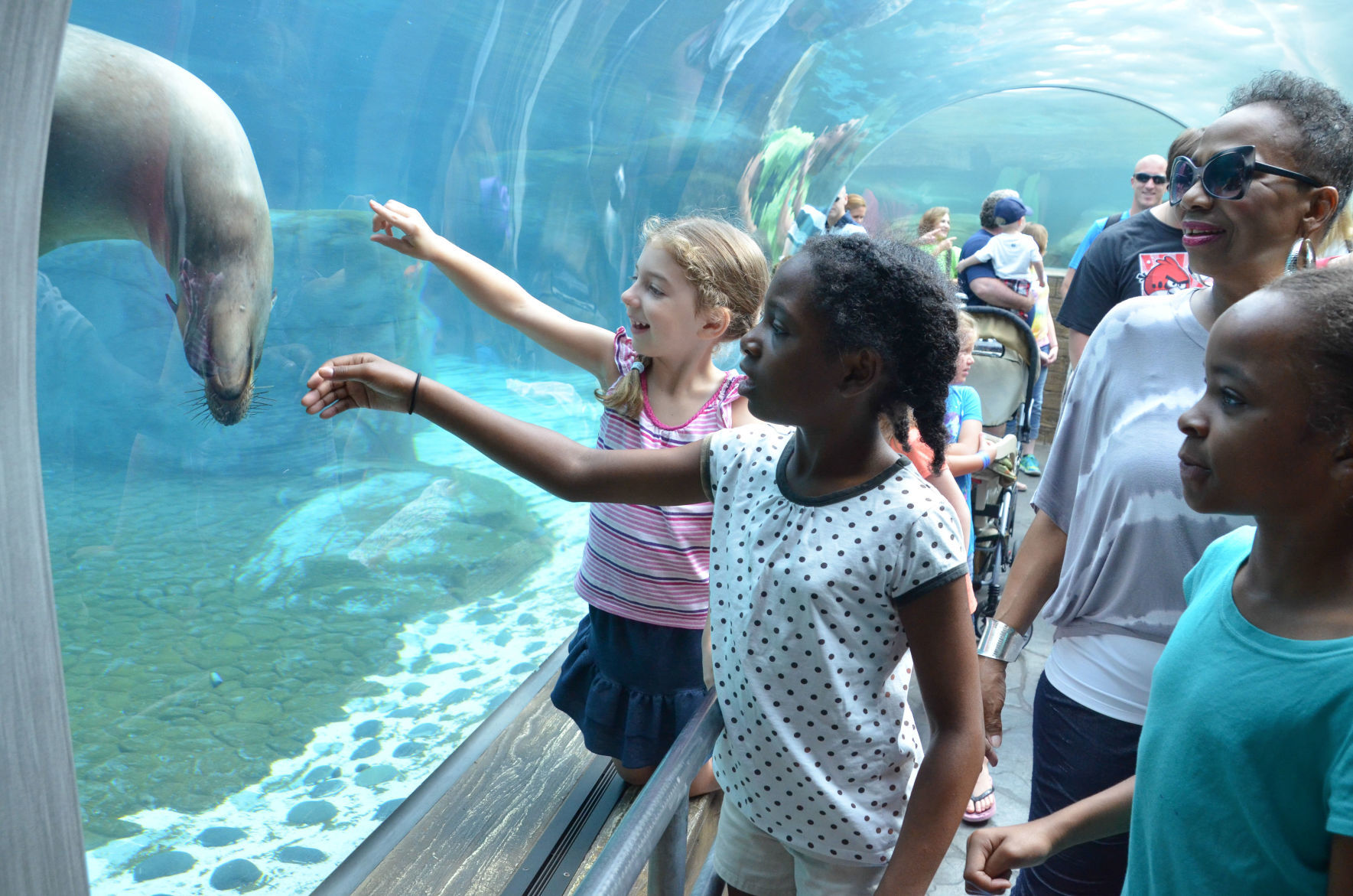 9. Sea Lion Sound at the St. Louis Zoo